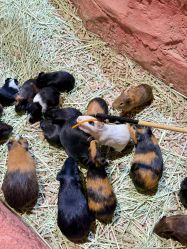 -Zoolung Zoolung动物主题公园(海信广场店)