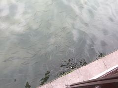 -桐乡凤凰湖
