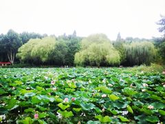-郑州植物园