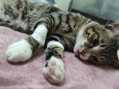 -动物缘宠物医院·骨科·猫科(西二环店)