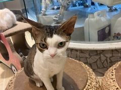 -momokira米努特·德文卷毛猫·棉花面纱犬
