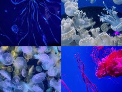-海合安天津极地海洋公园