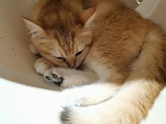 -猫域·湾主题猫咖·宠物吧(南坪城市广场店)