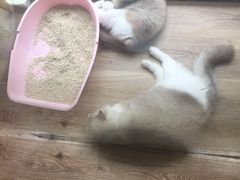 -派联宠物医院·24h·CT·异宠