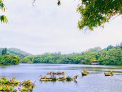 -深圳市中科院仙湖植物园