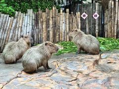-珠海长隆海洋王国
