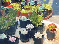 -新虹桥中心花园