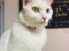 -Heymao猫咖.咖啡厅(东门店)