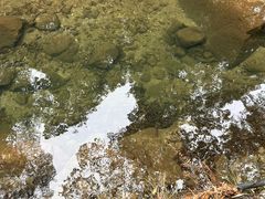 -九龙江国家森林公园