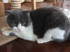 -Catmate·猫肥家润(金润铂宫店)