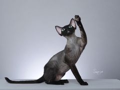 -超宠爱宠物摄影-Super pet