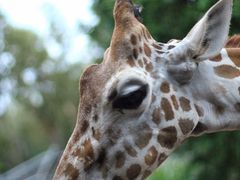 -清迈夜间动物园