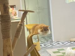 -More Fun猫咖 二十只万元加菲主题