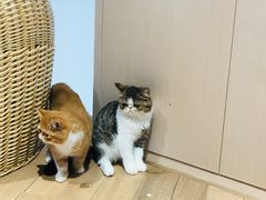 -瞄一喵猫咖(格力海岸店)