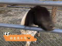 -长白岛森林公园