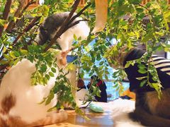 -猫色咖啡·猫咖