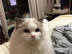 -MUSANG KING猫山王(龙湖杭州滨江天街店)