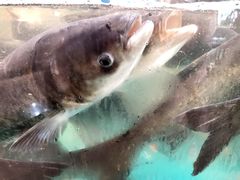 -魏铭鱼头捞饭(晋阳路店)