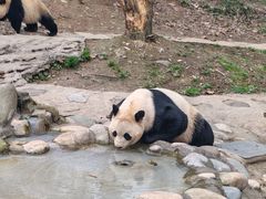 -都江堰中华大熊猫苑