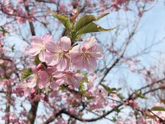 -林妈妈村·日式料理(宝山龙湖天街店)