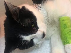 -可蒙动物医院·猫科·骨科中心(首义路店)