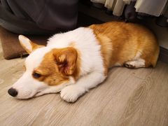 -浣熊柯尔鸭土拨鼠·电玩咖