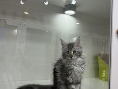 -青奢宠物·青奢猫舍