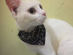 -猫色咖啡·猫咖