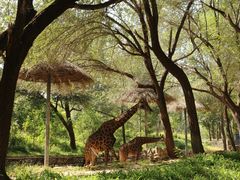 -北京野生动物园