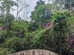 -西双版纳原始森林公园