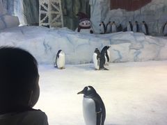 -芜湖新华联大白鲸海洋公园