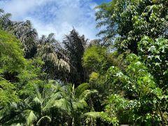 -中国科学院西双版纳热带植物园