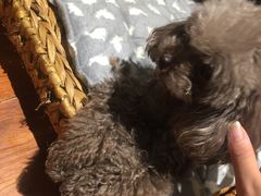 -爱宠屋pet shop·宠物洗澡·宠物美容