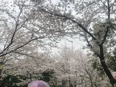 -武汉大学-樱园