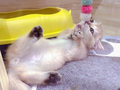 -momokira米努特·德文卷毛猫·棉花面纱犬