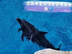 -珠海长隆海洋王国
