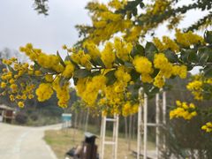 -都江堰玫瑰花溪谷