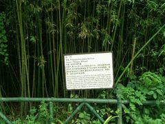 淡竹-招虎山国家森林公园-售票处