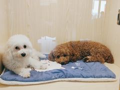-宠物之家Pets Home 宠物寄养酒店