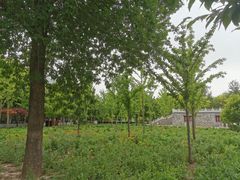 -古塔公园