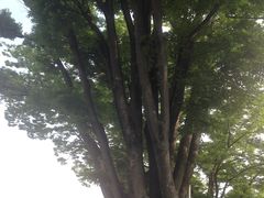 -名古屋城