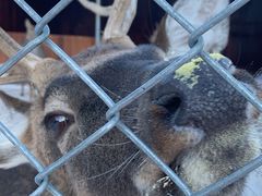 -长白山万达喜来登度假酒店