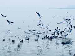 -深圳湾公园(南山区)