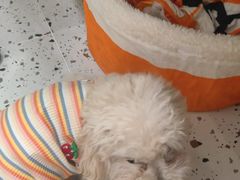 -瑞派康怡24h宠物医院·犬猫医疗中心·微创绝育(瑞景分院)