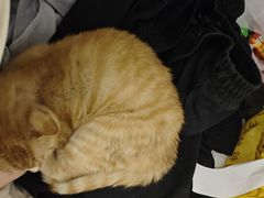 -宠颐生宠物医院·心肾内科·猫专科诊疗中心宠巢店