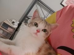 -猫大福·Fortune Cat猫舍(百子湾店)