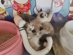 -糯米喵星人总部直营旗舰店·猫舍·幼猫出售