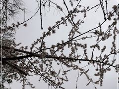 -桃花堤公园