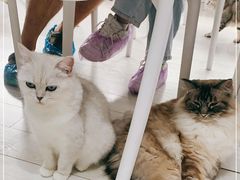 -喵的天空名猫咖啡馆·撸猫·猫舍·用品