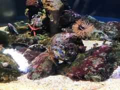 -西海国立公园九十九岛水族馆